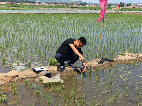 龙井市气象局深入田间加密观测水稻生长状况1.JPG